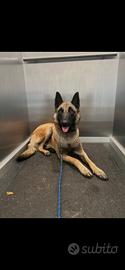 Ciucciolo pastore belga malinois