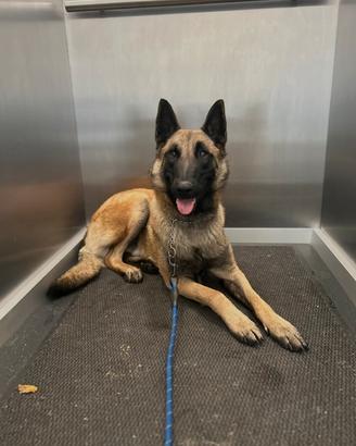 Ciucciolo pastore belga malinois