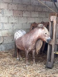 Mini pony appalosa maschi