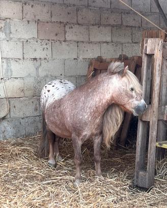 Mini pony appalosa maschi