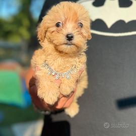 Nina Cucciola di maltipoo