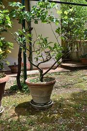 Piante di limone, camelie e azzalee
