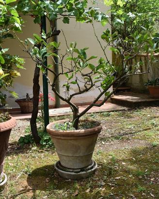 Piante di limone, camelie e azzalee