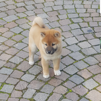 Shiba fulvo e sesamo
