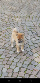 Shiba fulvo e sesamo