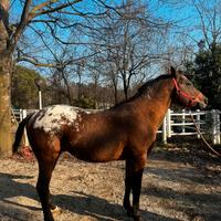 Cavallo