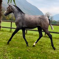 Cavalla Andalusa