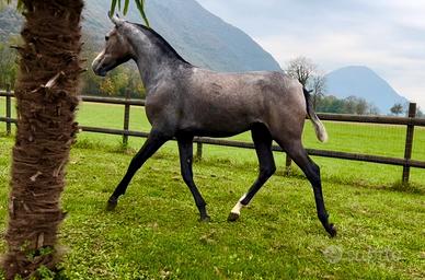 Cavalla Andalusa