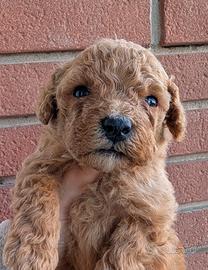 Barboncini Nani Red e albicocca