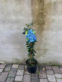 Piante di mirtillo gigante americano