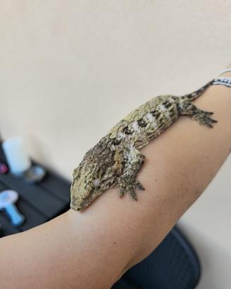 Rhacodactylus leachianus