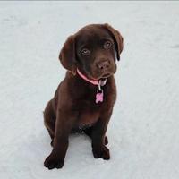 Femmine di labrador chocolate
