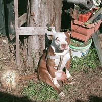 Pitbull Rednose