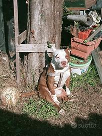 Pitbull Rednose