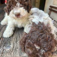 Lagotto romagnolo maschio