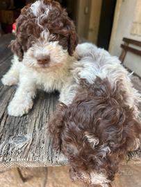 Lagotto romagnolo maschio