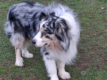 Pastore australiano disponibile per monta