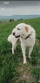 Alabai caucaso enormi