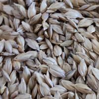 Farro 