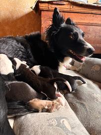 Cuccioli di Border collie