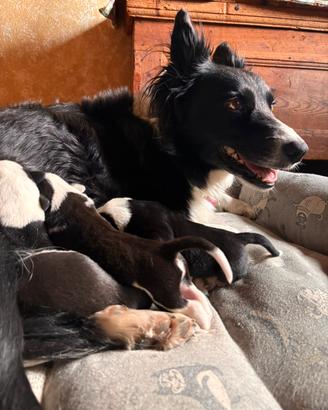 Cuccioli di Border collie