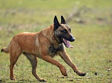 Pastore Belga Malinois cuccioli