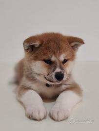 Akita inu