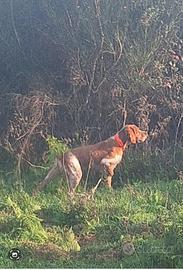 Épagneul breton maschio