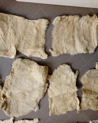 Pelli di Agnello o Pecora e 16 pezzi Nuove