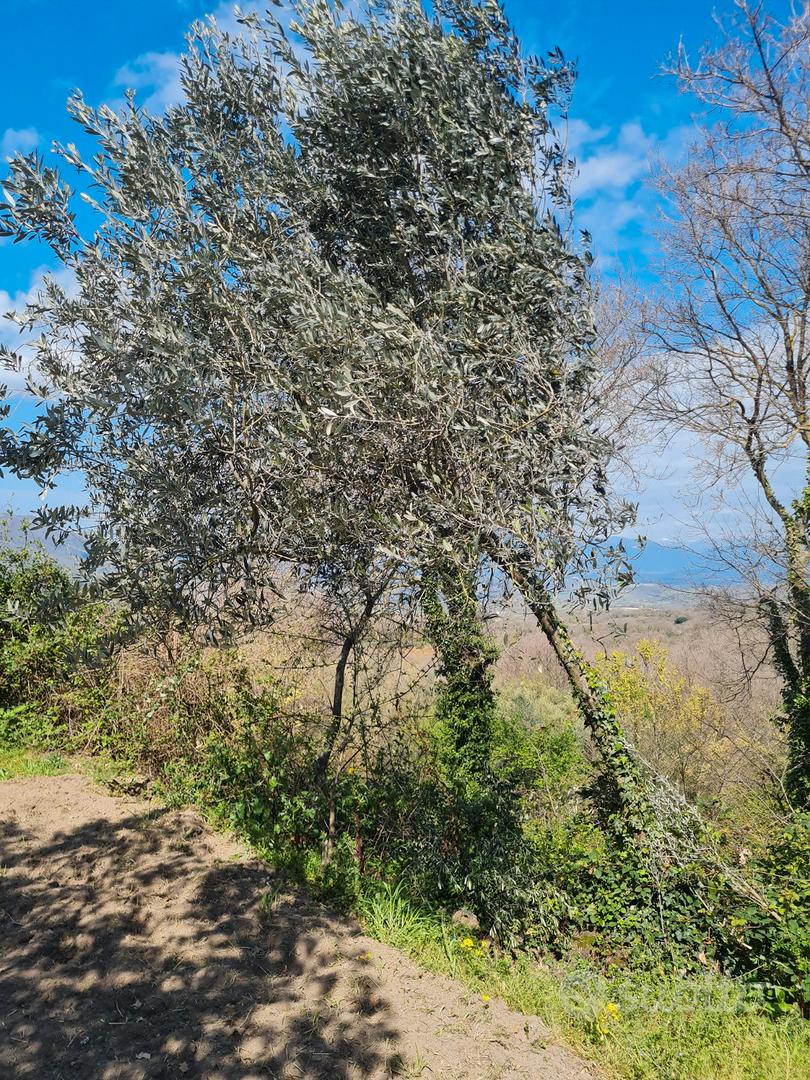 Terreno agricolo San Carlo Vallefrischi - Vista 3