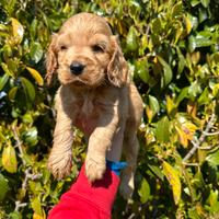 Cuccioli cocker spaniel inglese