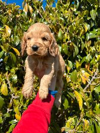 Cuccioli cocker spaniel inglese