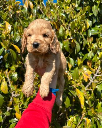 Cuccioli cocker spaniel inglese