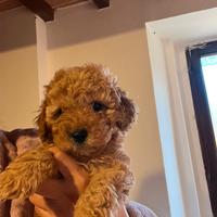 Barboncino nano senza pedigree