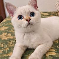 Scottish Straight, maschio