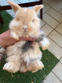 Conigli minilop cuccioli