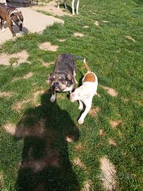 American bully femmina di 2anni e cucciola di 3 me