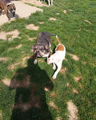 American bully femmina di 2anni e cucciola di 3 me