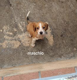 Cuccioli grifone fulvo de bretagna