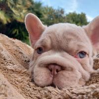 Cuccioli bulldog francese exotic-big rope