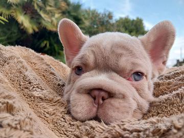 Cuccioli bulldog francese exotic-big rope