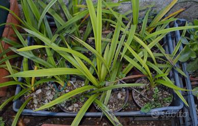 ORCHIDEE PIANTE DI 2/3 ANNI ORCHIDEA CYMBIDIUM