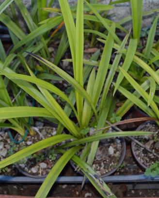 ORCHIDEE PIANTE DI 2/3 ANNI ORCHIDEA CYMBIDIUM