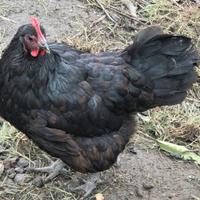 Galline Australorp