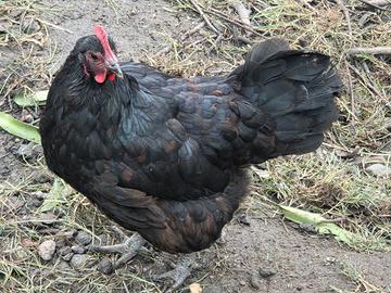 Galline Australorp