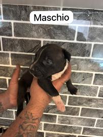 Pitbull