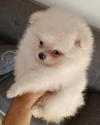 Pomerania