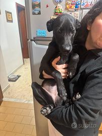 Sarà cagnolina da adottare