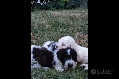 Cuccioli di Lagotto Romagnolo