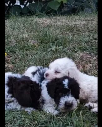 Cuccioli di Lagotto Romagnolo